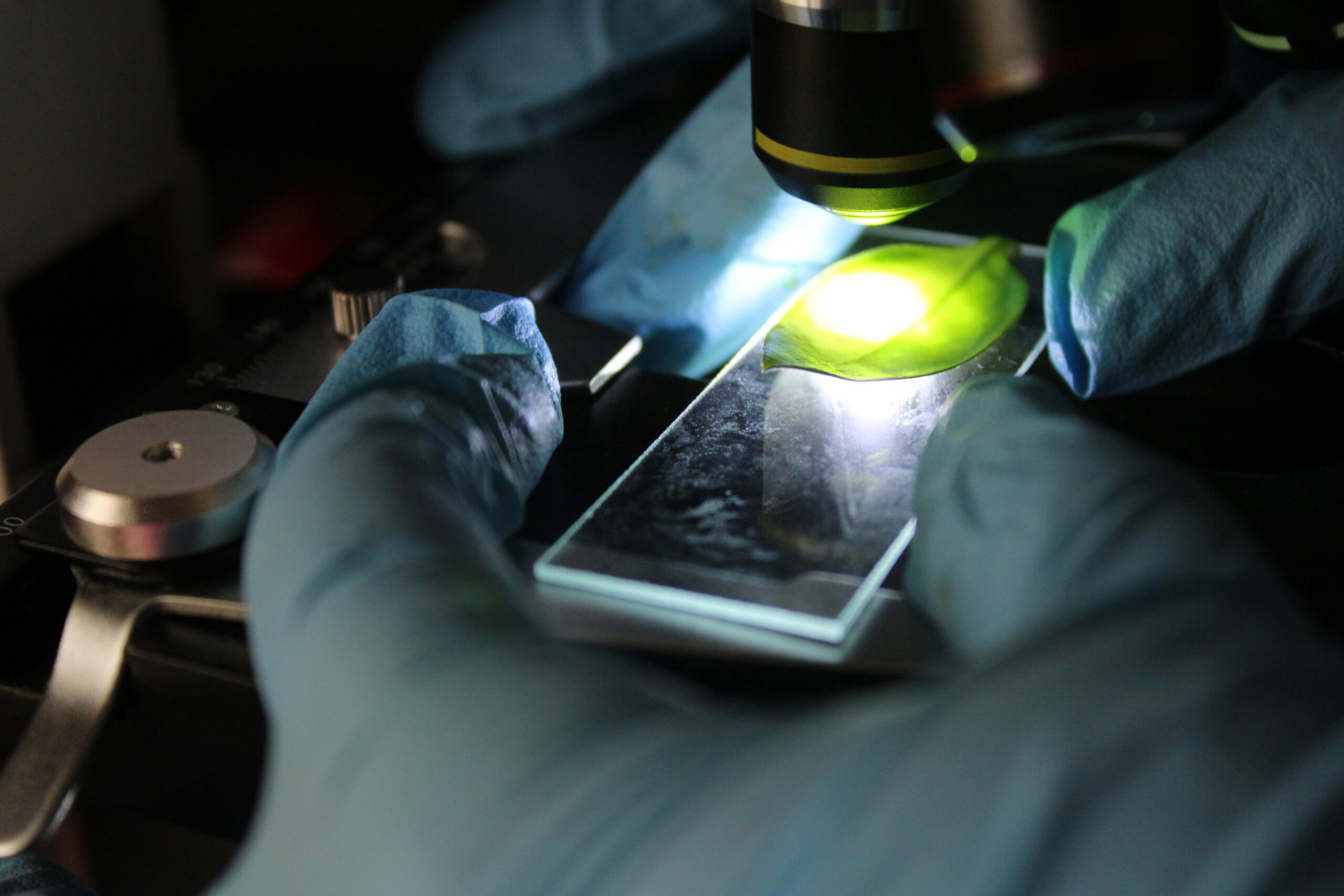 Scientist examining a microscope slide under magnification with precision focus.
